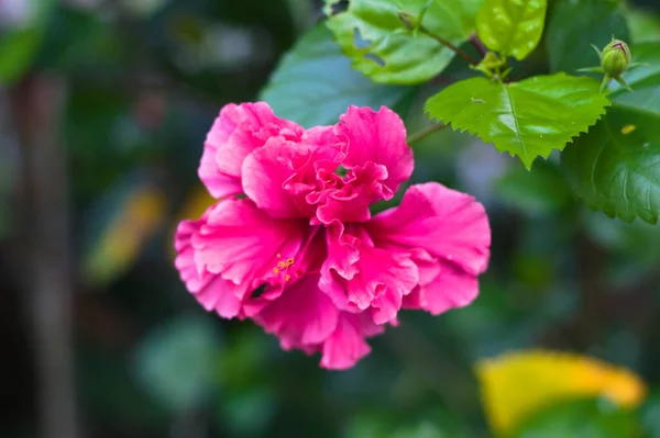 一张漂亮的粉色芙蓉花的特写照片 — 图库照片