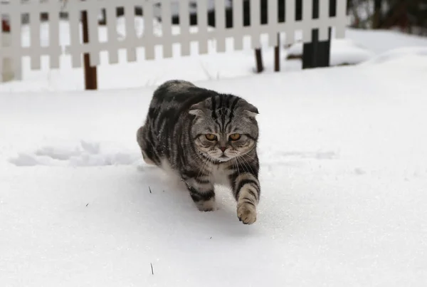 Cute Striped Cat Walking Snow — Stock Photo, Image