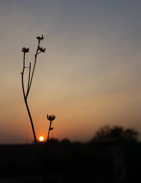 Eine Vertikale Aufnahme Von Pflanzensilhouetten Vor Dem Hintergrund Des Sonnenuntergangs — Stockfoto