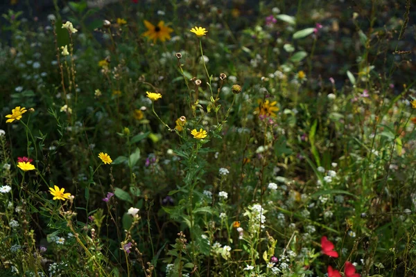 Eine Nahaufnahme Von Wildblumen Auf Einem Feld Bei Tag — Stockfoto