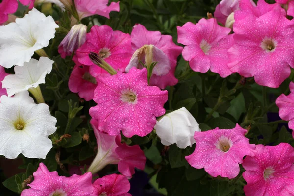 Egy Közeli Kép Petúnia Virágokról — Stock Fotó