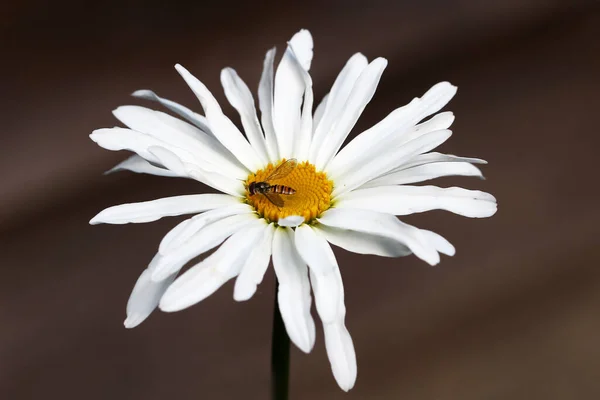 Gros Plan Une Abeille Sur Une Camomille — Photo