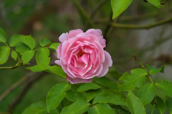 Primer Plano Una Hermosa Rosa Rosa — Foto de Stock