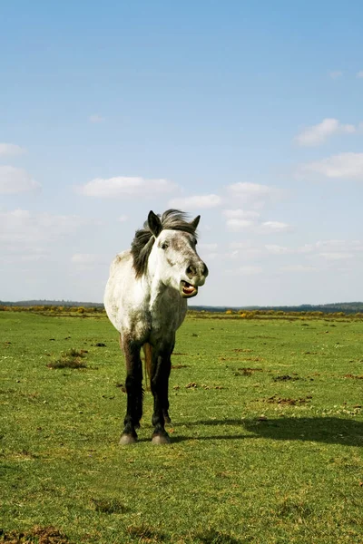 Cavalo Branco Prado Verde — Fotografia de Stock