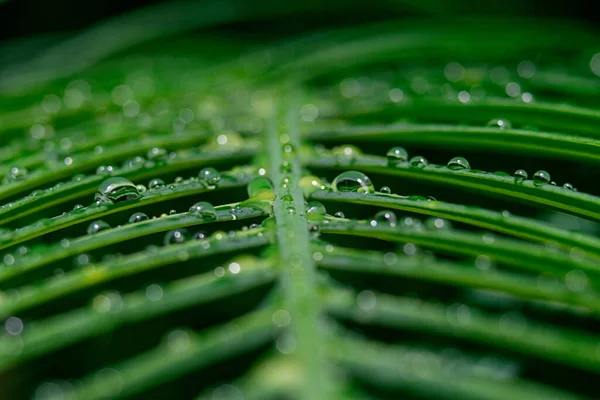 Een Close Shot Van Water Druppels Groene Bladeren — Stockfoto