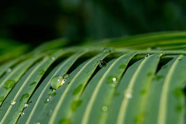 Крупный План Капли Воды Зеленых Листьях — стоковое фото