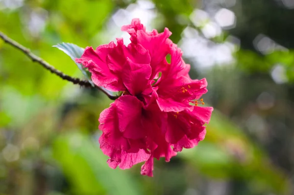 Tiro Close Uma Bela Flor Hibisco Rosa — Fotografia de Stock