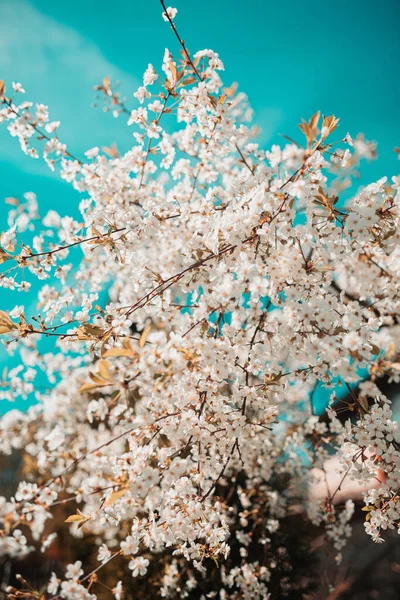 Egy Kis Szög Közelkép Cseresznyevirágzás Kék Háttérben — Stock Fotó