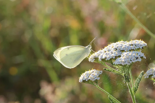 Der Schöne Weiße Schmetterling Sammelt Nektar Von Der Pflanze — Stockfoto