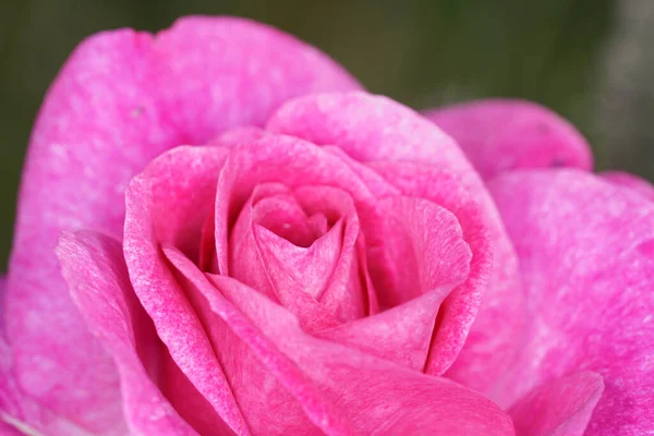 Zbliżenie Różowej Róży Rozmytym Tłem — Zdjęcie stockowe