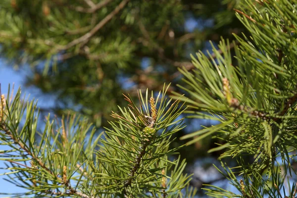 Een Dichtbij Shot Van Een Pijnboom Aftakking — Stockfoto