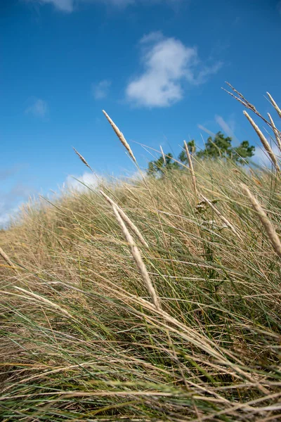 Vertical Selective Focus Shot Grass Weeds Field — Stock Photo, Image