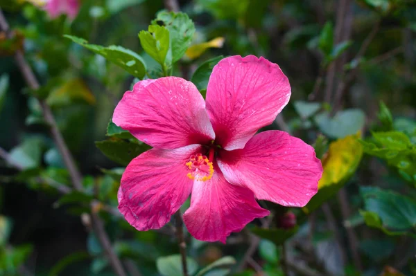 Tiro Close Uma Bela Flor Hibisco Rosa — Fotografia de Stock