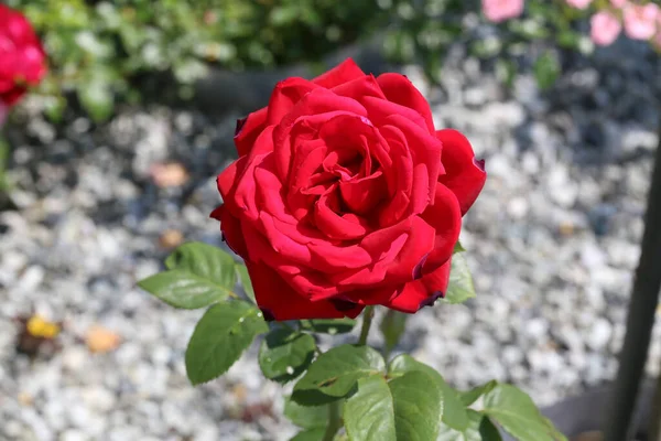 Closeup Shot Red Rose — Stock Photo, Image