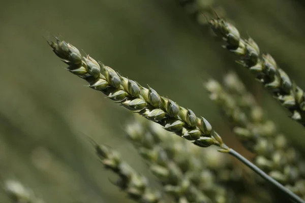 Крупный План Зеленого Пшеничного Поля — стоковое фото
