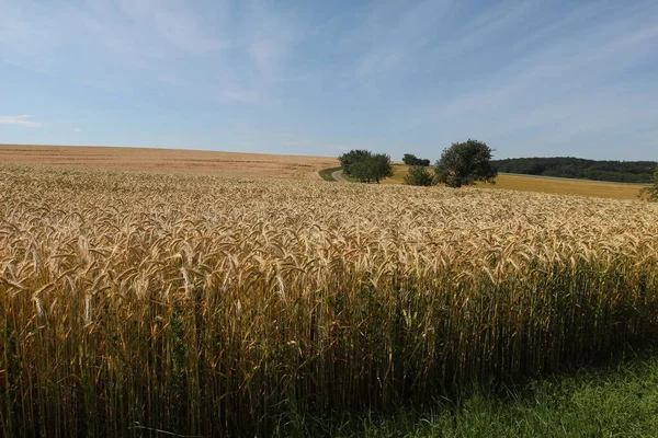 Egy Gyönyörű Felvétel Egy Füves Területről Napfény Alatt — Stock Fotó