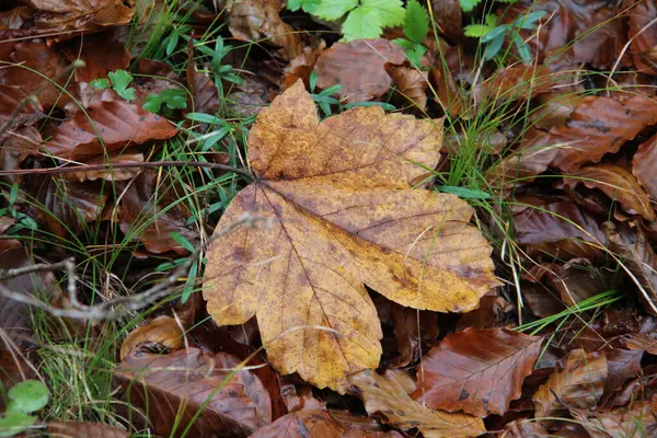 秋に地面に落ちた茶色の葉 — ストック写真
