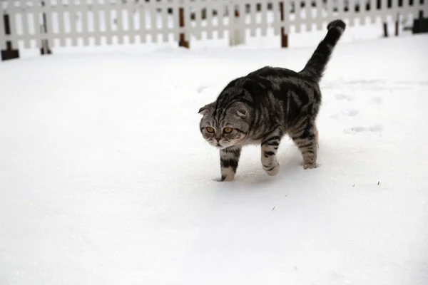 Cite Grey Cat Walking Snow Covered Ground — Stock Photo, Image