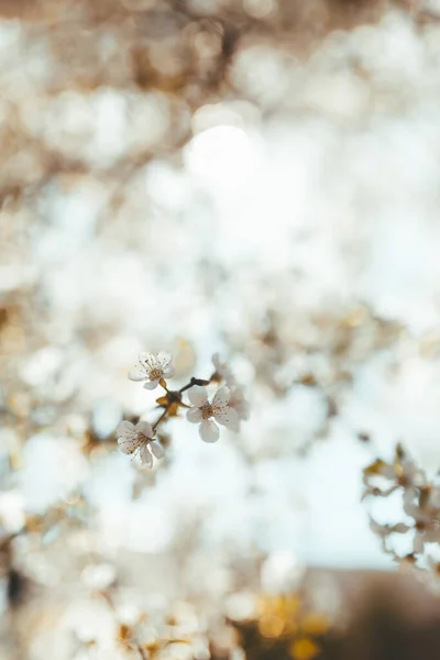 Eine Selektive Fokusaufnahme Schöner Blütenblumen Auf Einem Ast — Stockfoto