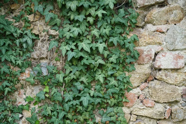 Primer Plano Vegetación Creciendo Muro Piedra —  Fotos de Stock