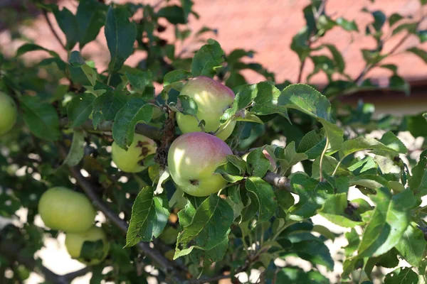 Zbliżenie Ujęcie Zielonych Jabłek Drzewie — Zdjęcie stockowe