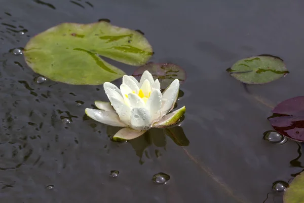 Gros Plan Lotus Sacré Sur Eau Sous Lumière Soleil Avec — Photo