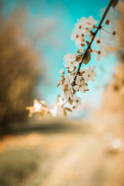 Primer Plano Ángulo Bajo Flor Cerezo Con Fondo Borroso — Foto de Stock