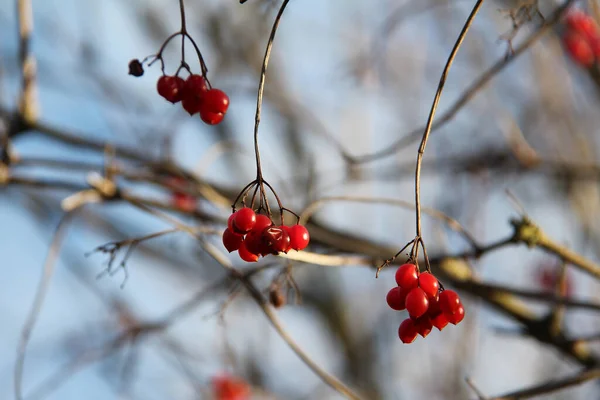 Frutti Rossi Maturi Della Pianta Rosa Guelder — Foto Stock