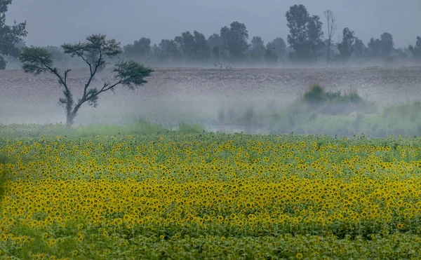 Niesamowite Ujęcie Pola Pokrytego Żółtymi Kwiatami Podczas Mglistej Pogody — Zdjęcie stockowe