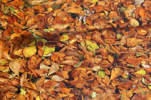 Eine Aufnahme Herbstlicher Blätter Auf Dem Boden — Stockfoto