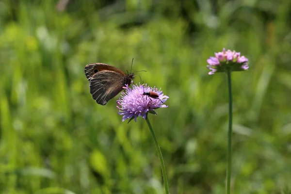 Бабочка Собирает Нектар Фиолетового Цветка — стоковое фото
