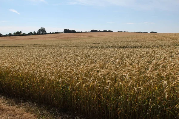 Buğday Tarlasına Yakın Çekim — Stok fotoğraf