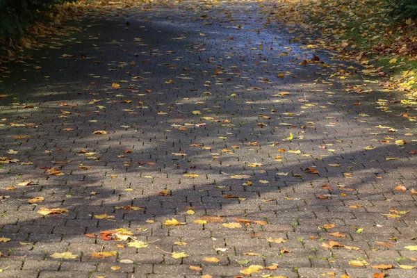 Närbild Gula Höstlöv Asfalten — Stockfoto