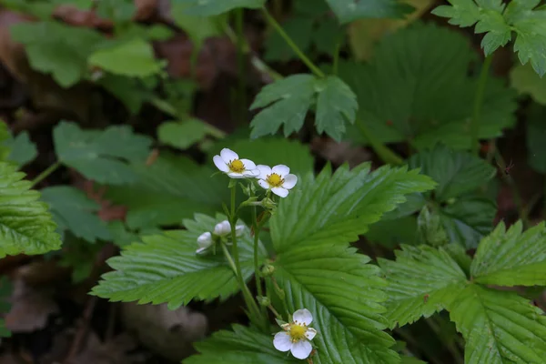 Вибірковий Фокус Білих Лісових Квітів Лісі — стокове фото