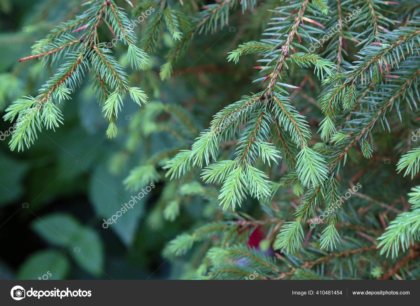 Pine branches, Stock image
