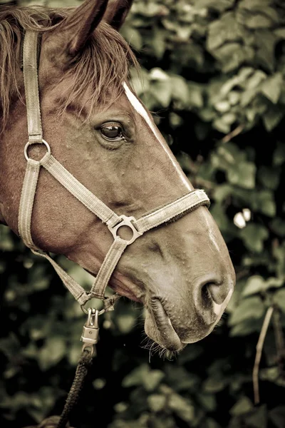 Vertical Closeup Shot Brown Horse Head — Stock Photo, Image