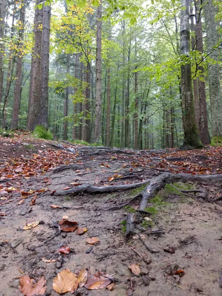Ormanın Ortasındaki Bir Patikanın Dikey Alçak Açılı Görüntüsü — Stok fotoğraf