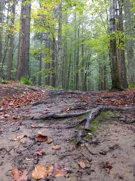 Tiro Vertical Ângulo Baixo Caminho Meio Floresta — Fotografia de Stock