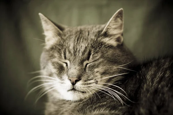 Een Close Shot Van Een Slapende Kat — Stockfoto