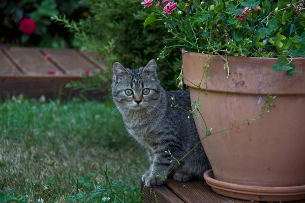 Nahaufnahme Einer Gestreiften Katze Die Die Kamera Blickt — Stockfoto