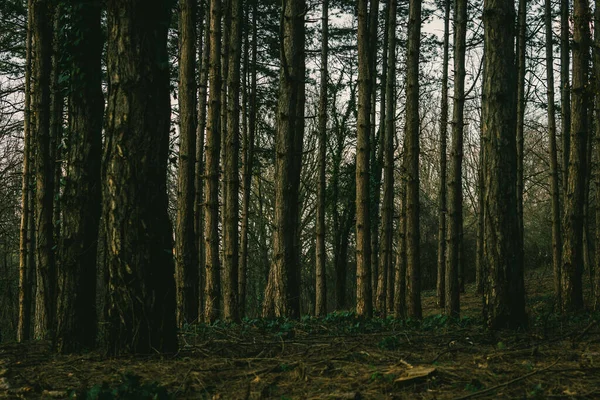 Cliché Troncs Dans Une Forêt — Photo