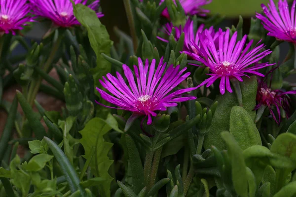 Een Close Shot Van Paarse Delospermas — Stockfoto