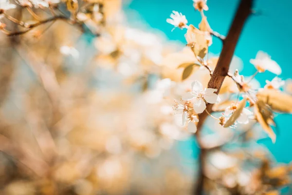 Angle Bas Gros Plan Fleur Cerisier Avec Fond Flou — Photo