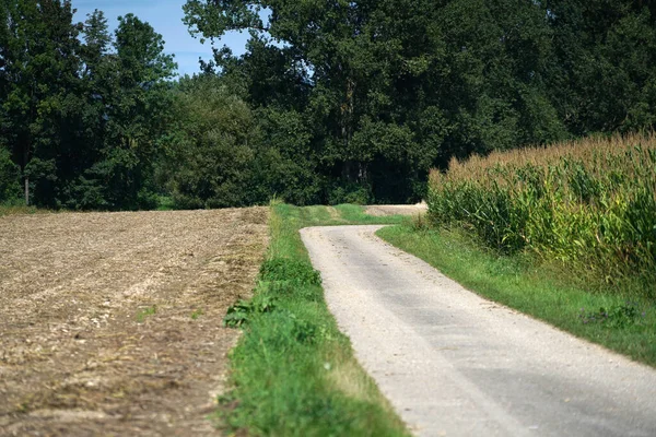 Çiftliklerin Ağaçların Olduğu Dar Bir Yol — Stok fotoğraf