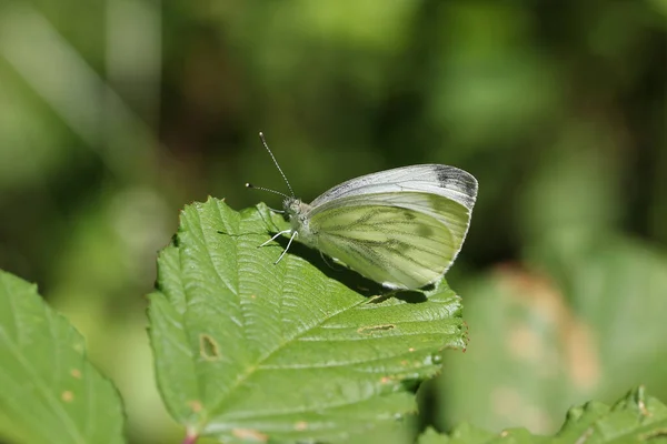 Krásný Motýl Sedící Rostlině — Stock fotografie