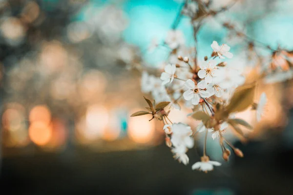 Μια Κοντινή Φωτογραφία Όμορφα Άνθη Ένα Κλαδί Δέντρου — Φωτογραφία Αρχείου
