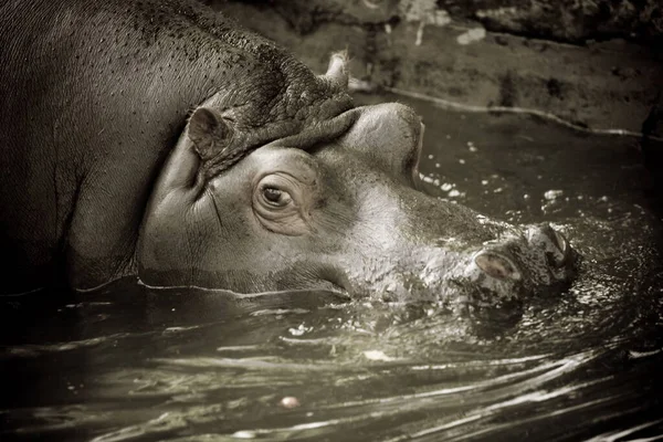 Gros Plan Hippopotame Dans Eau — Photo