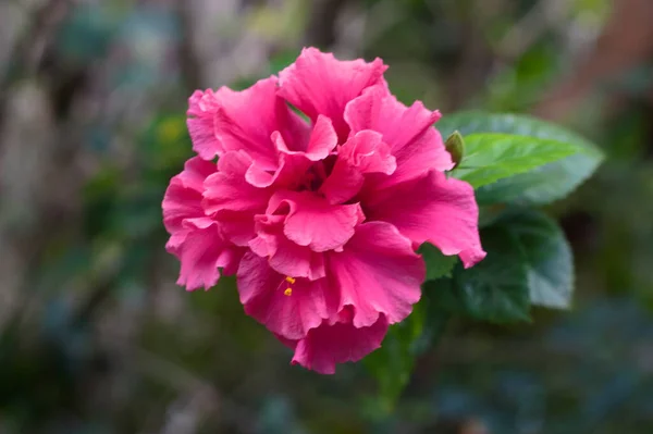 Zbliżenie Strzał Piękny Różowy Hibiskus Kwiat — Zdjęcie stockowe