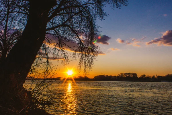 Detailní Záběr Stromu Pláži Při Východu Slunce — Stock fotografie