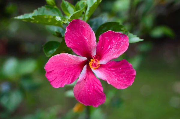 Tiro Close Uma Bela Flor Hibisco Rosa — Fotografia de Stock